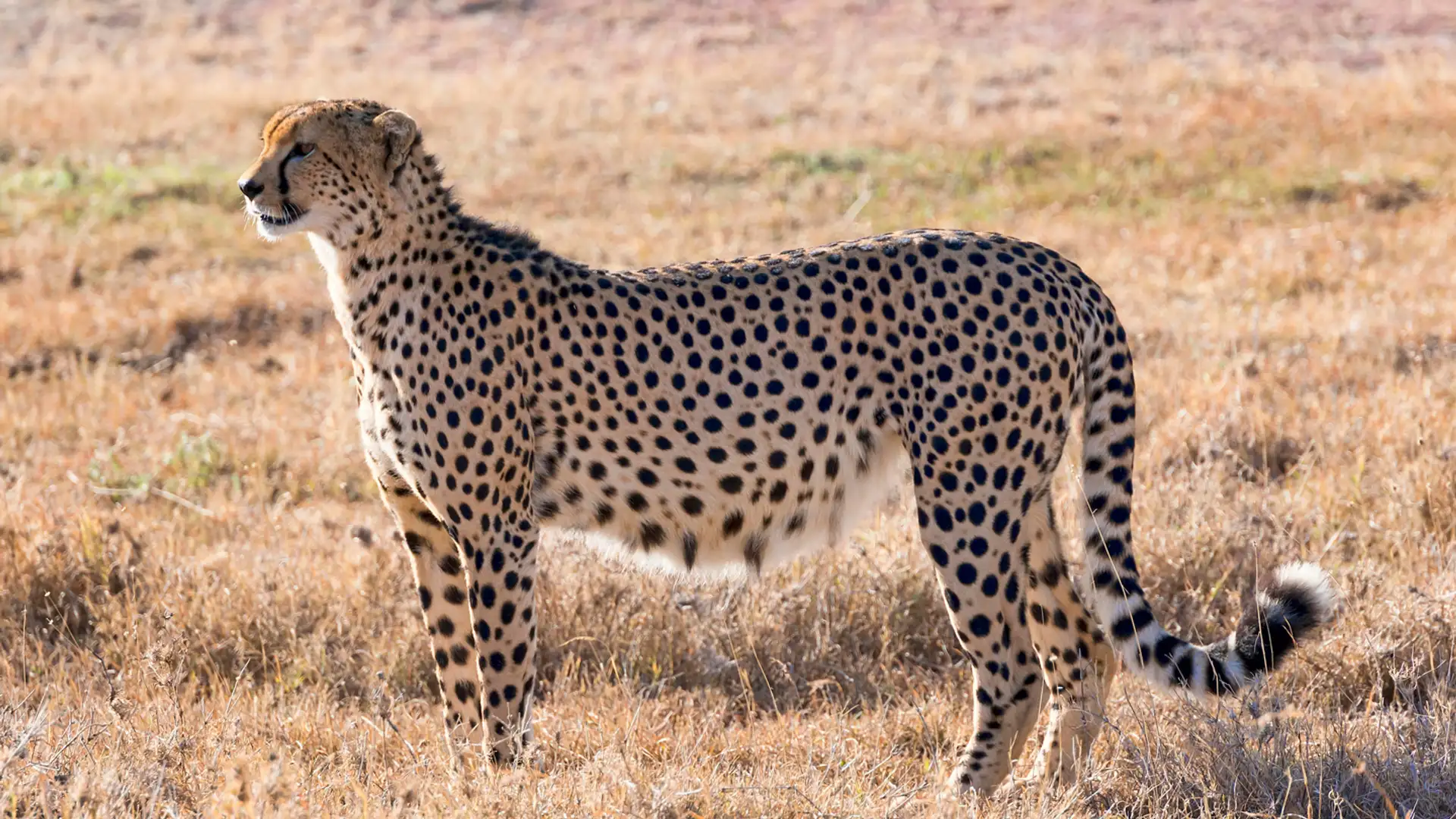 Not Even Cheetahs Can Outrun the Black Market