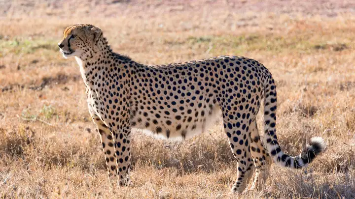 Not Even Cheetahs Can Outrun the Black Market