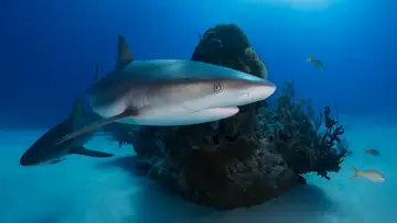 Health and Beauty Products Endanger Sharks
