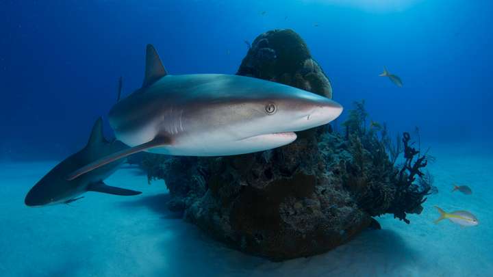 Health and Beauty Products Endanger Sharks