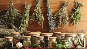 The Kinship of Plants and People