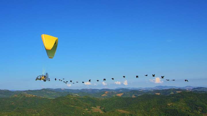 Human Foster Parents Take Flight to Help Young Birds Migrate