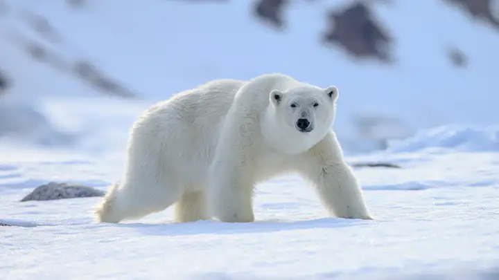 Polar Bears on the Edge of a Warming World