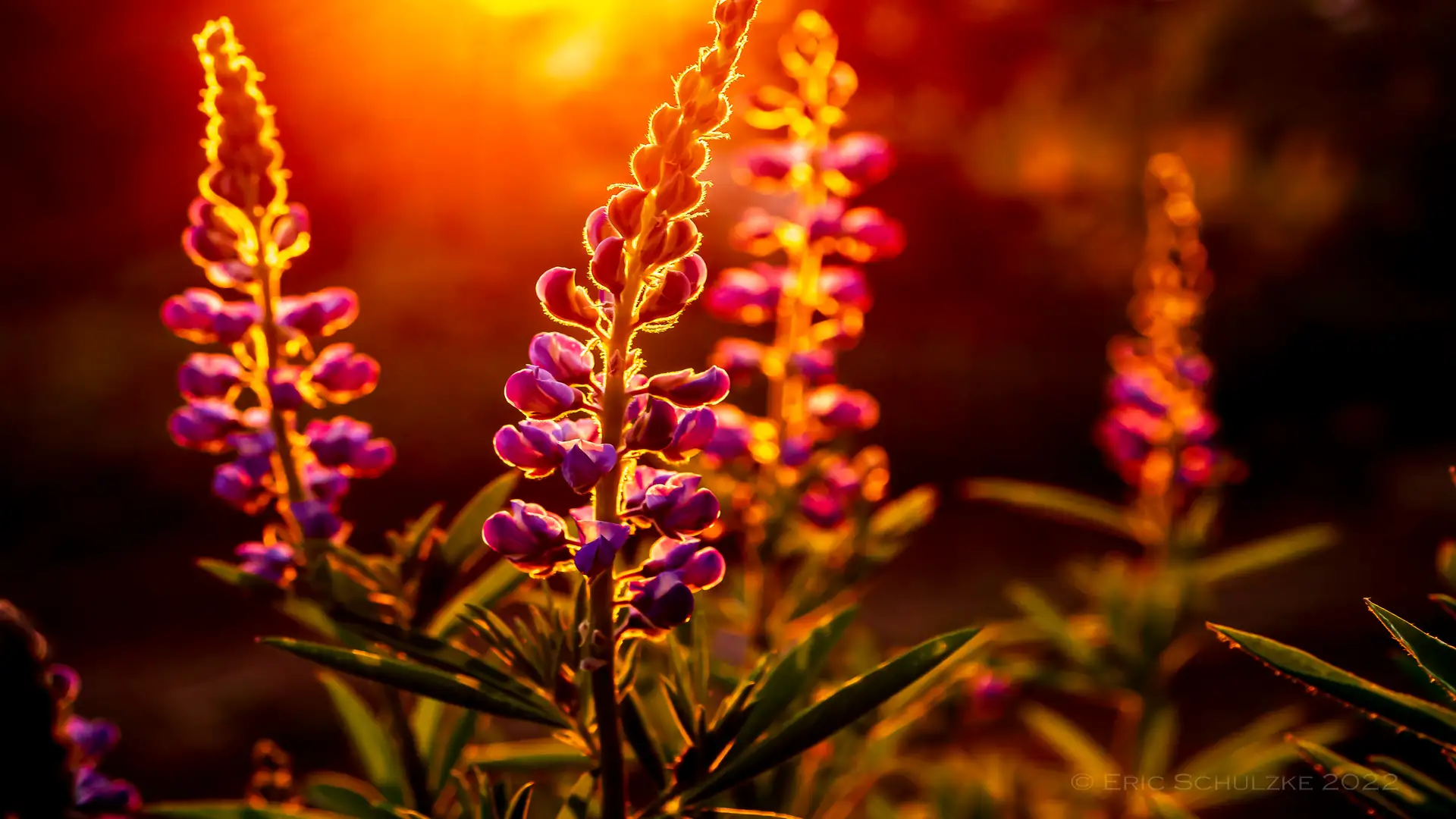 S3 E10: Dreams Before Dying