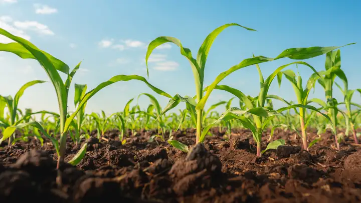 Future Midwestern Crops