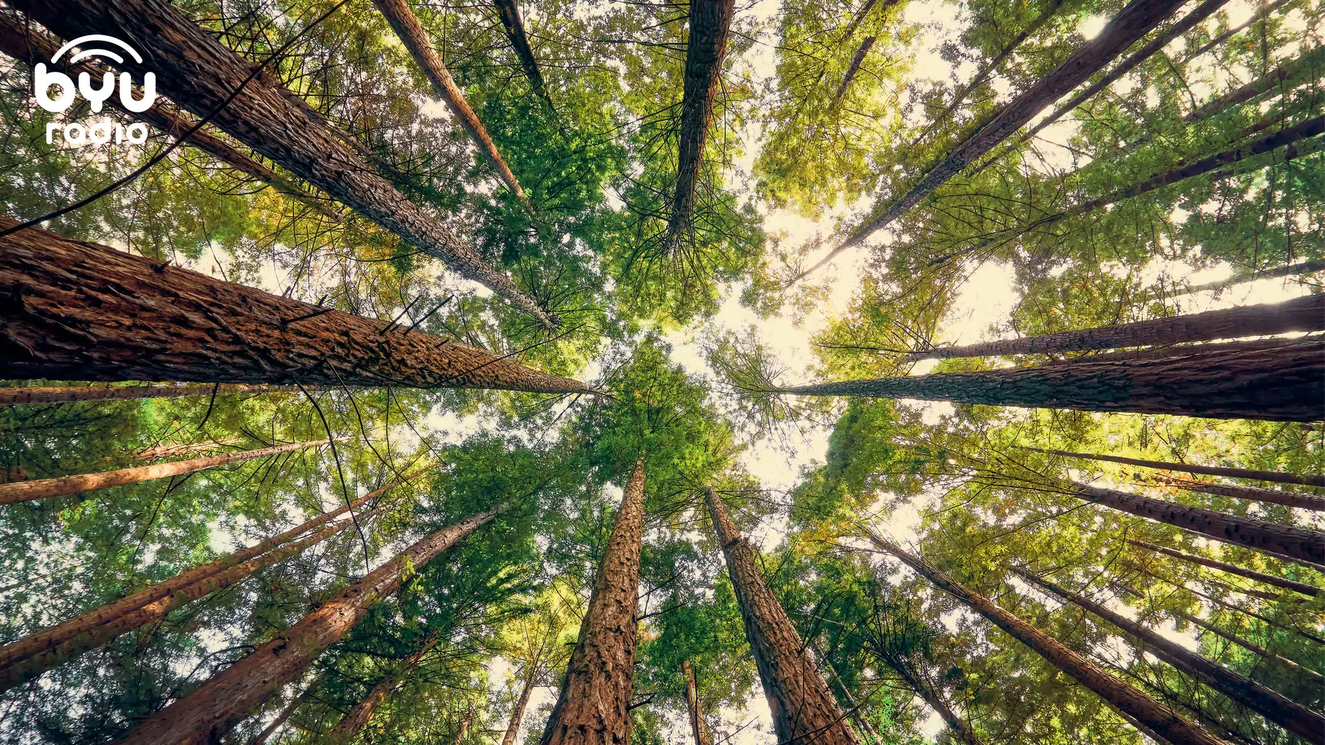Climbing Giant Trees: How Time In The Canopy Inspires Awe