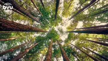 Climbing Giant Trees: How Time In The Canopy Inspires Awe