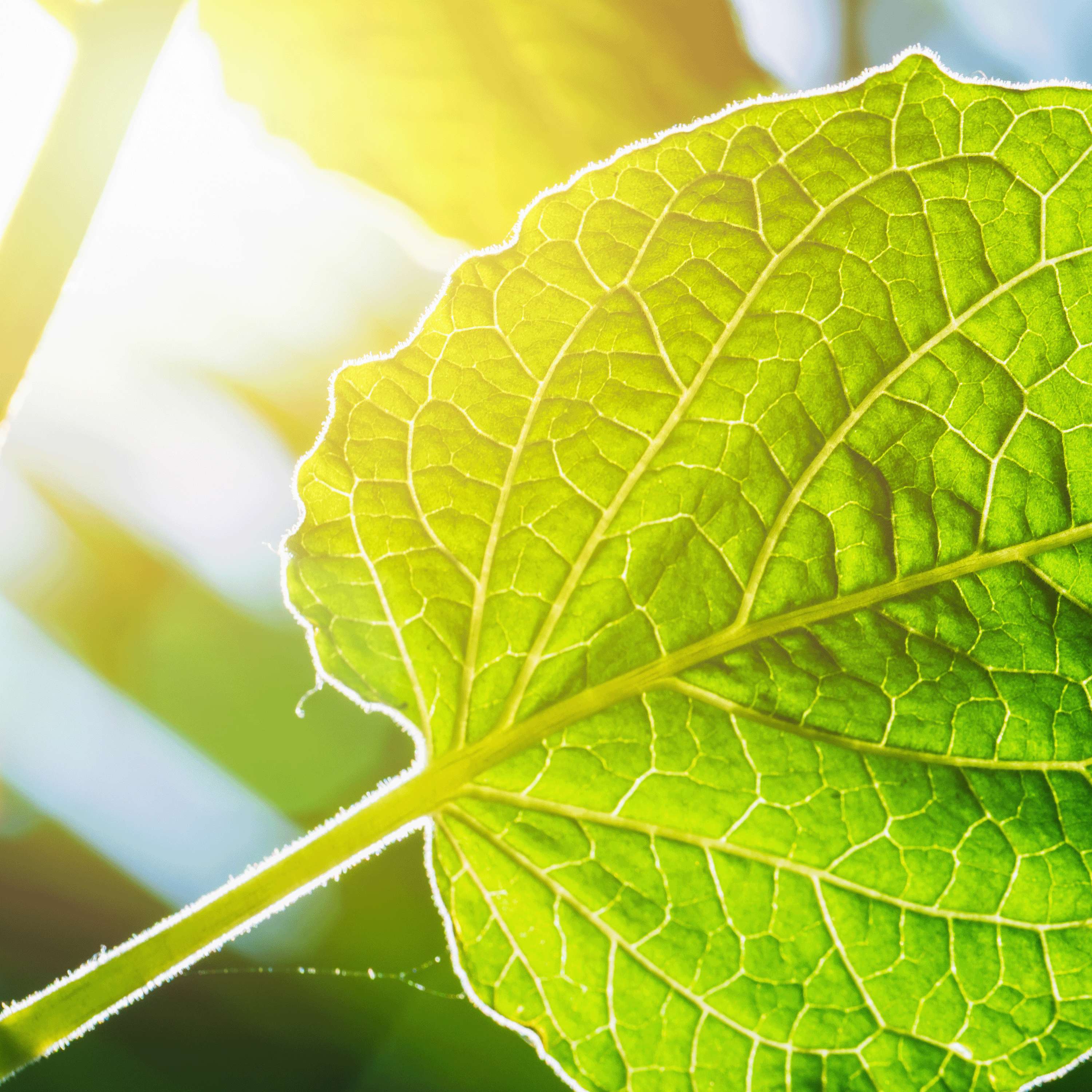 Survival of the Savvy: Plant Math & Masquerades