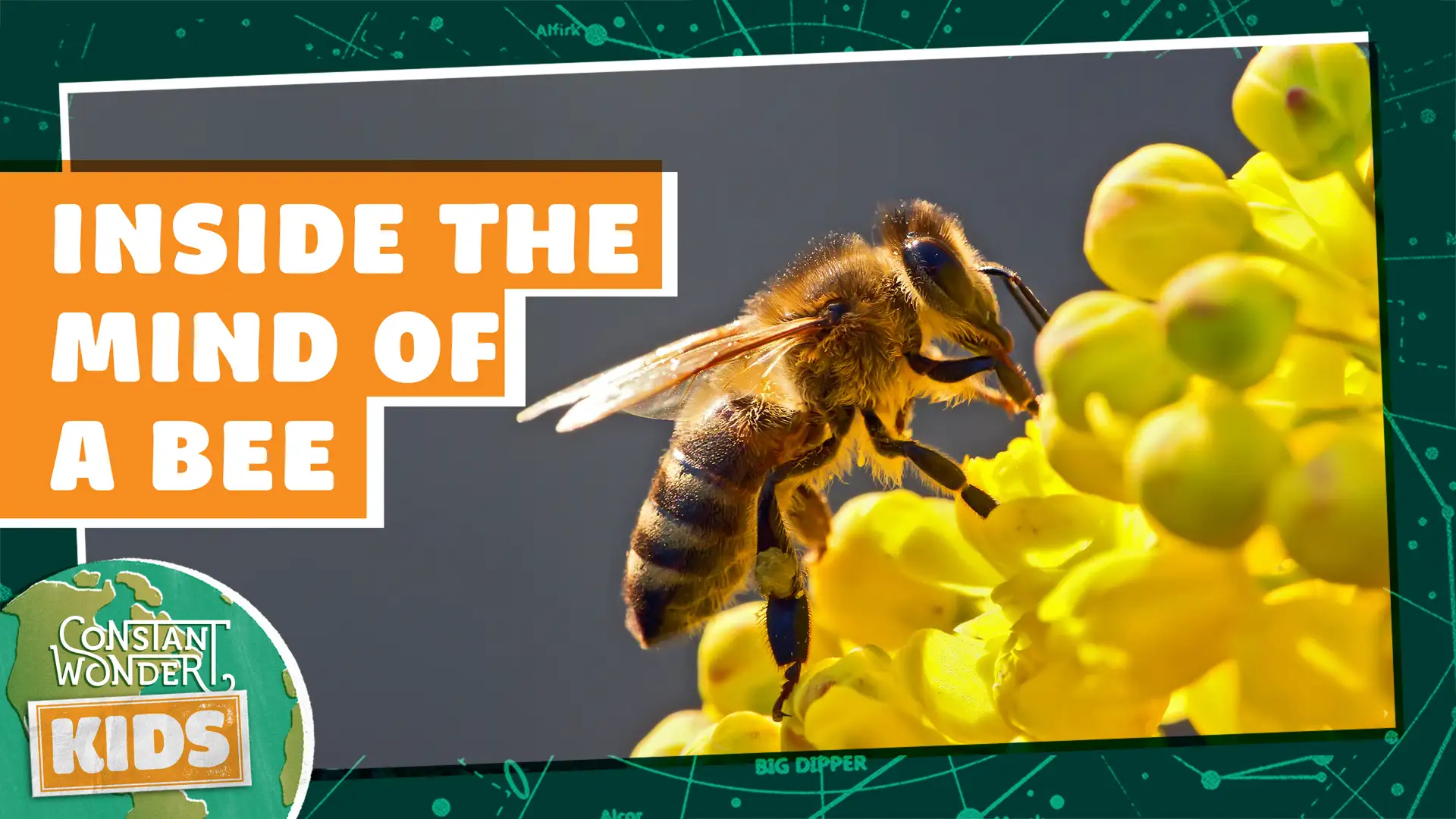 Inside the Mind of a Bee