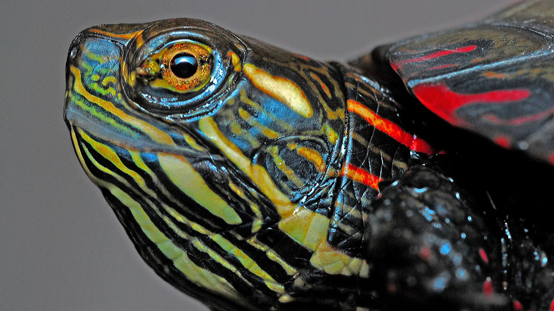 The Unusual Stillness of the Painted Turtle - December 11