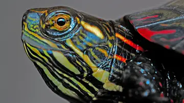 The Unusual Stillness of the Painted Turtle - December 11
