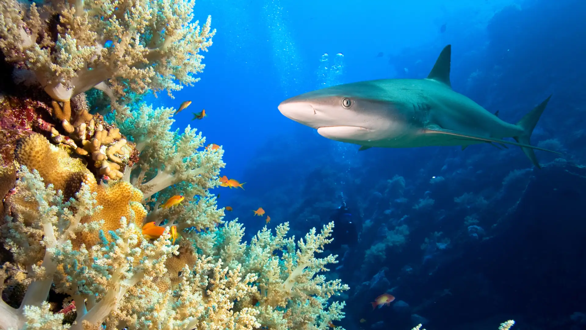 Where Have All the Sharks Gone?