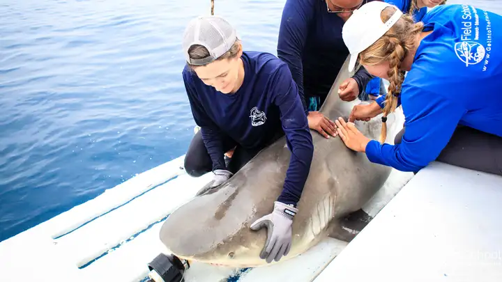 Cuban Protests, Shark Week, Hidden Likes