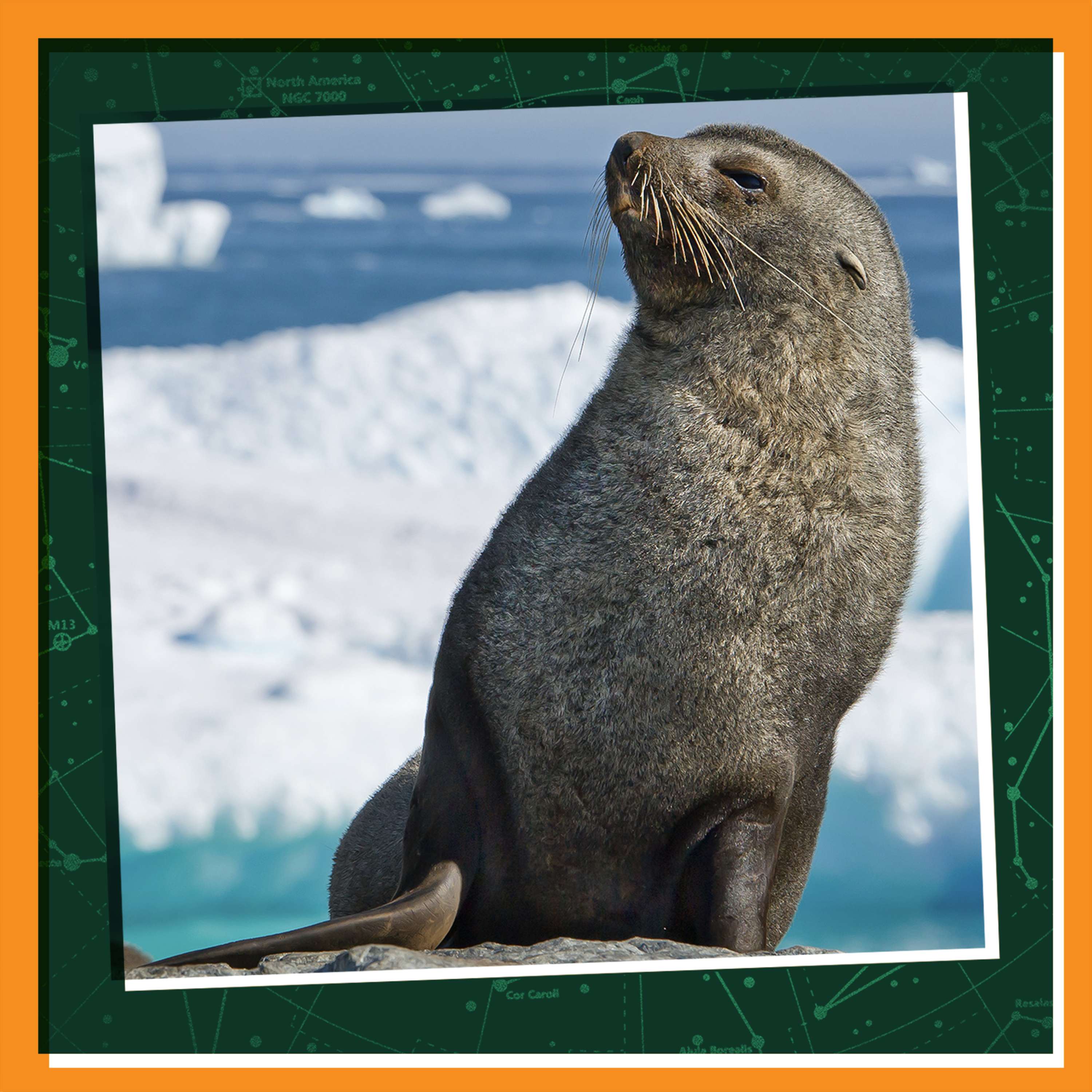 Winter Wonders: Cuddle Up with A Fur Seal Pup