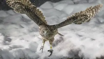 The Search for the World’s Largest and Most Elusive Owl