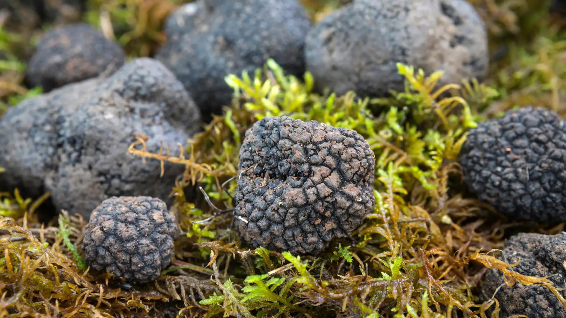 The Hunt for Elusive Truffles