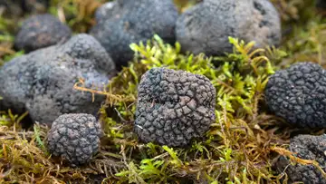 The Hunt for Elusive Truffles