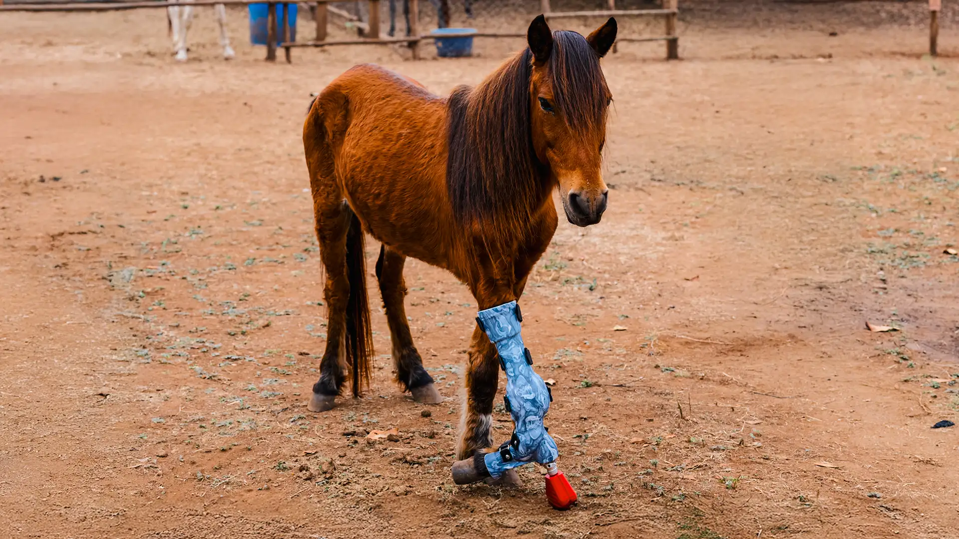 Frodo of the Backwater