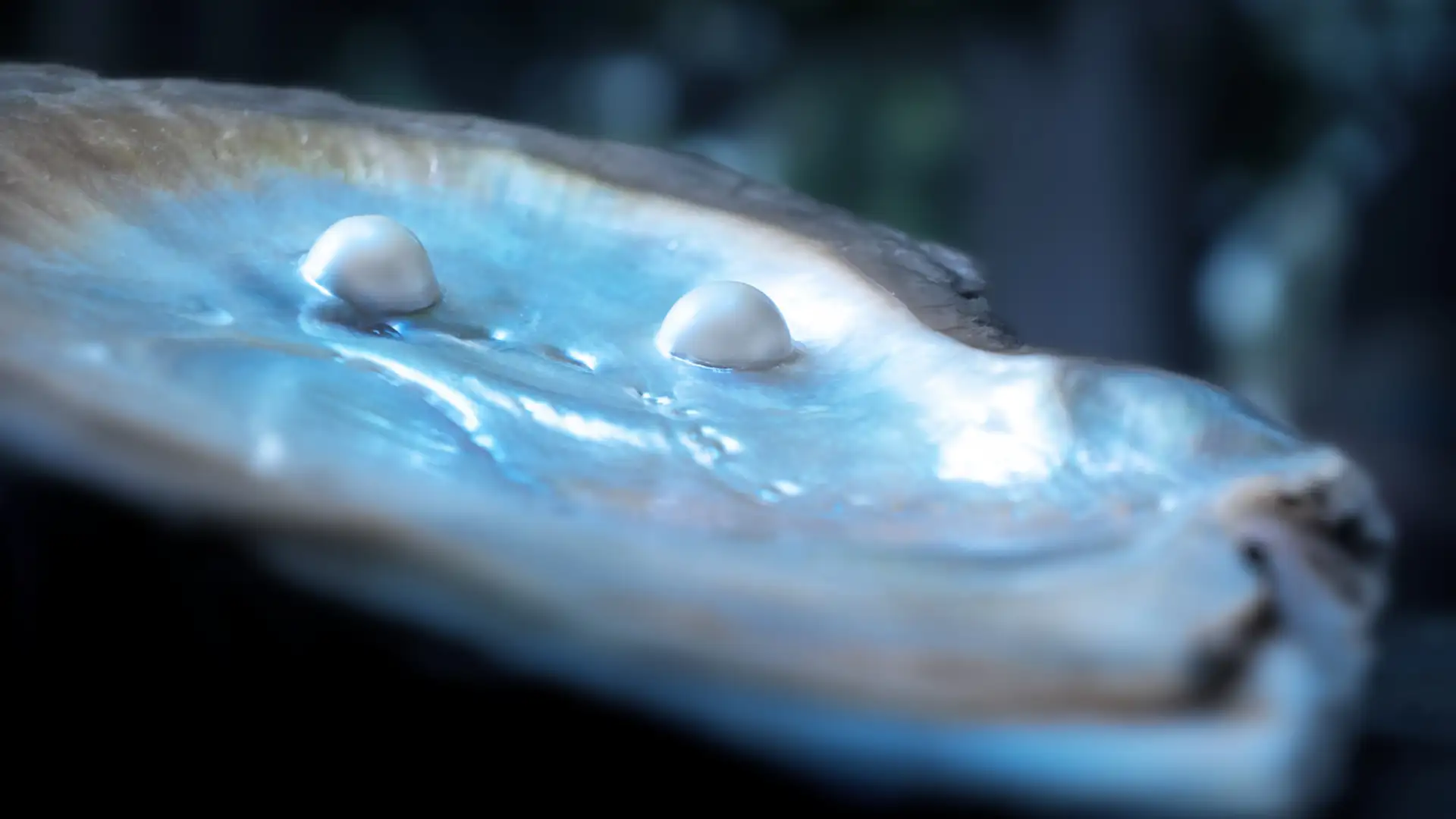 The Pearl That Shone By Night