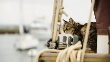 Seafurrers