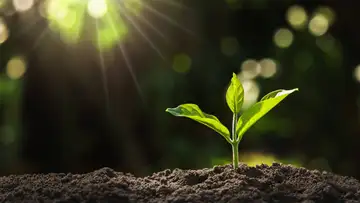 Grow Toward Christ - Barbara A. Heise