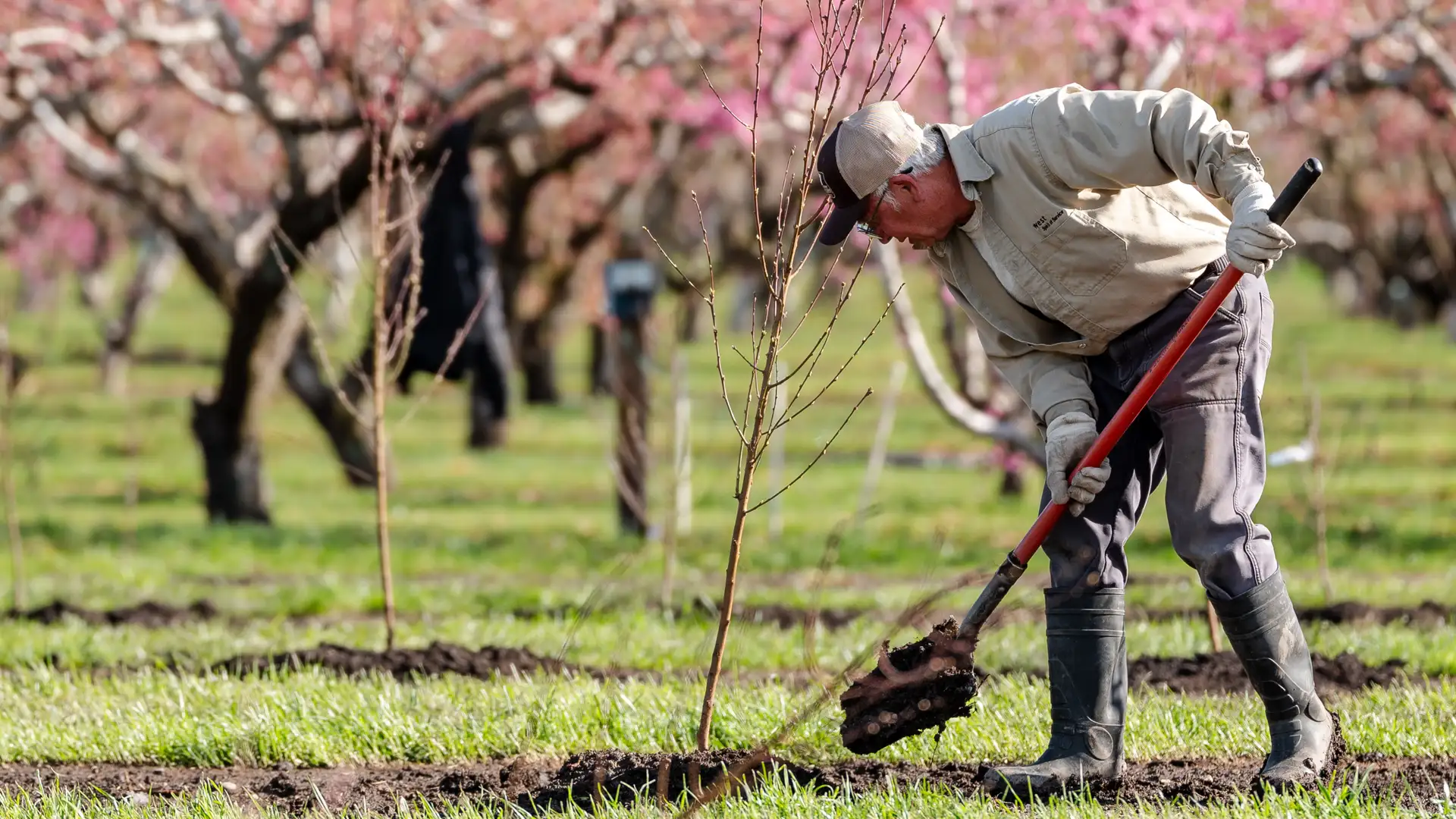 Harvest of Faith: Welfare Farms