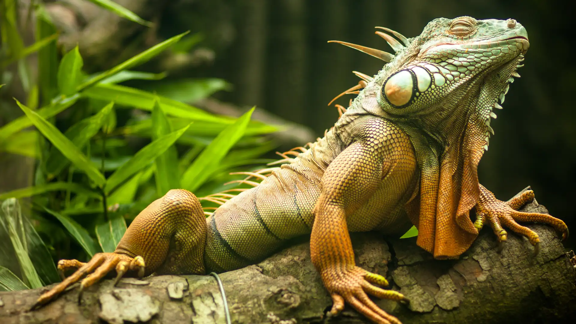 EXTRA: How the Beggar Boy Married the Chief's Daughter by Antonio Rocha