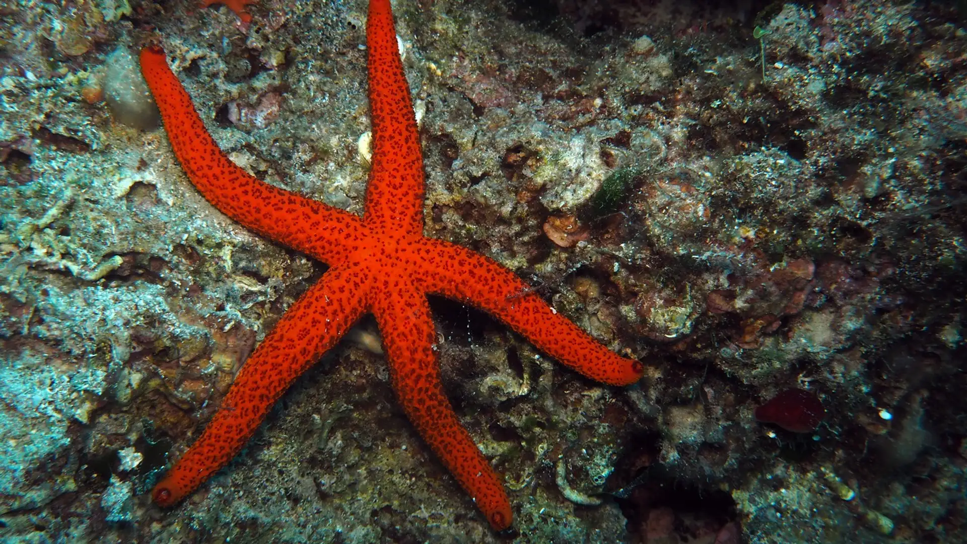 EXTRA: "Starfish" by Charlotte Blake-Alston