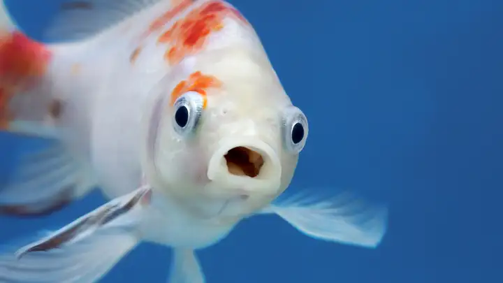 Stop Decorating the Fish