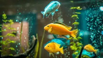 Christmas Lessons from an Aquarium