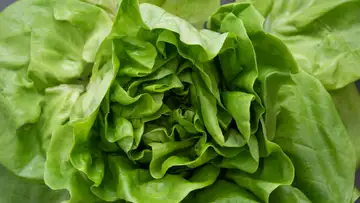 Space Lettuce
