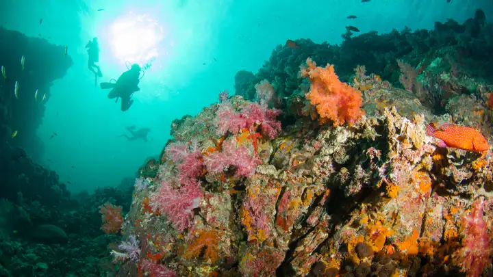 Reef Goats
