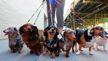 Some Dog