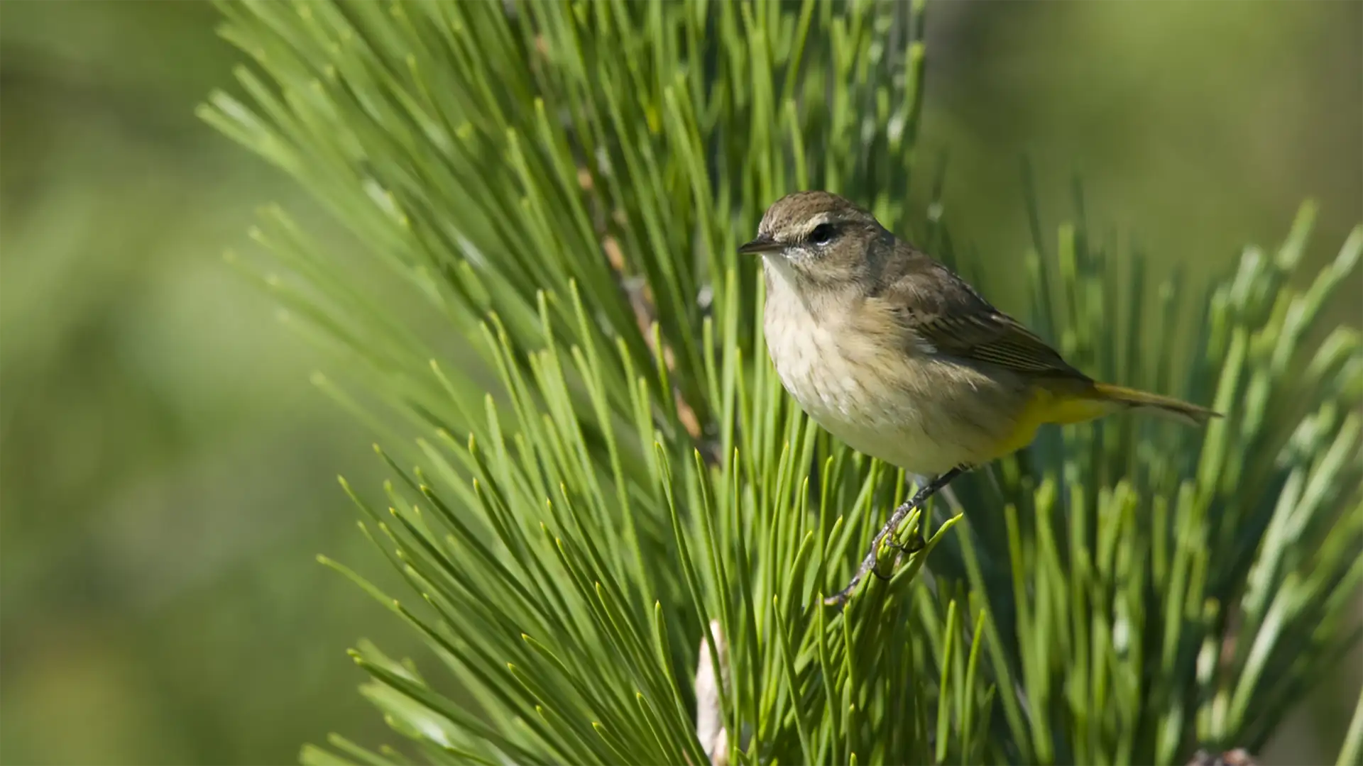 S1 E23: Nature Conspiracies