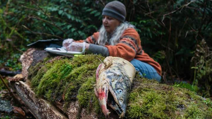 The Fight to Save Wild Salmon