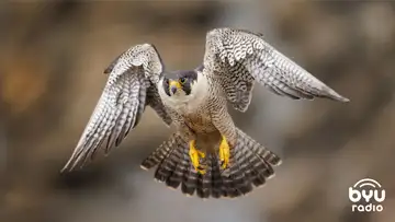 Peregrine Falcons: Amazing Parents & Fastest Birds in the World