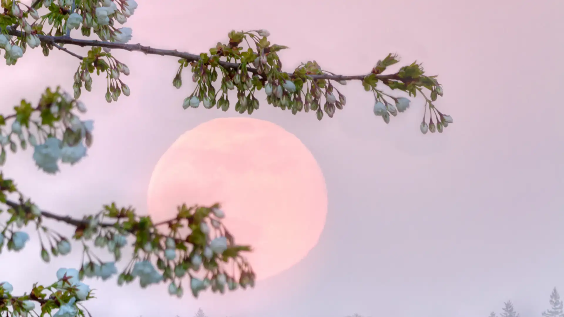 Lunar Eclipse and Supermoon