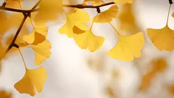 Trees That Aren't Programmed to Die