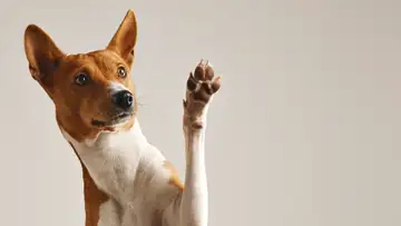 Dog Is Love