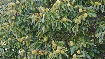 Chestnut Resurrection 