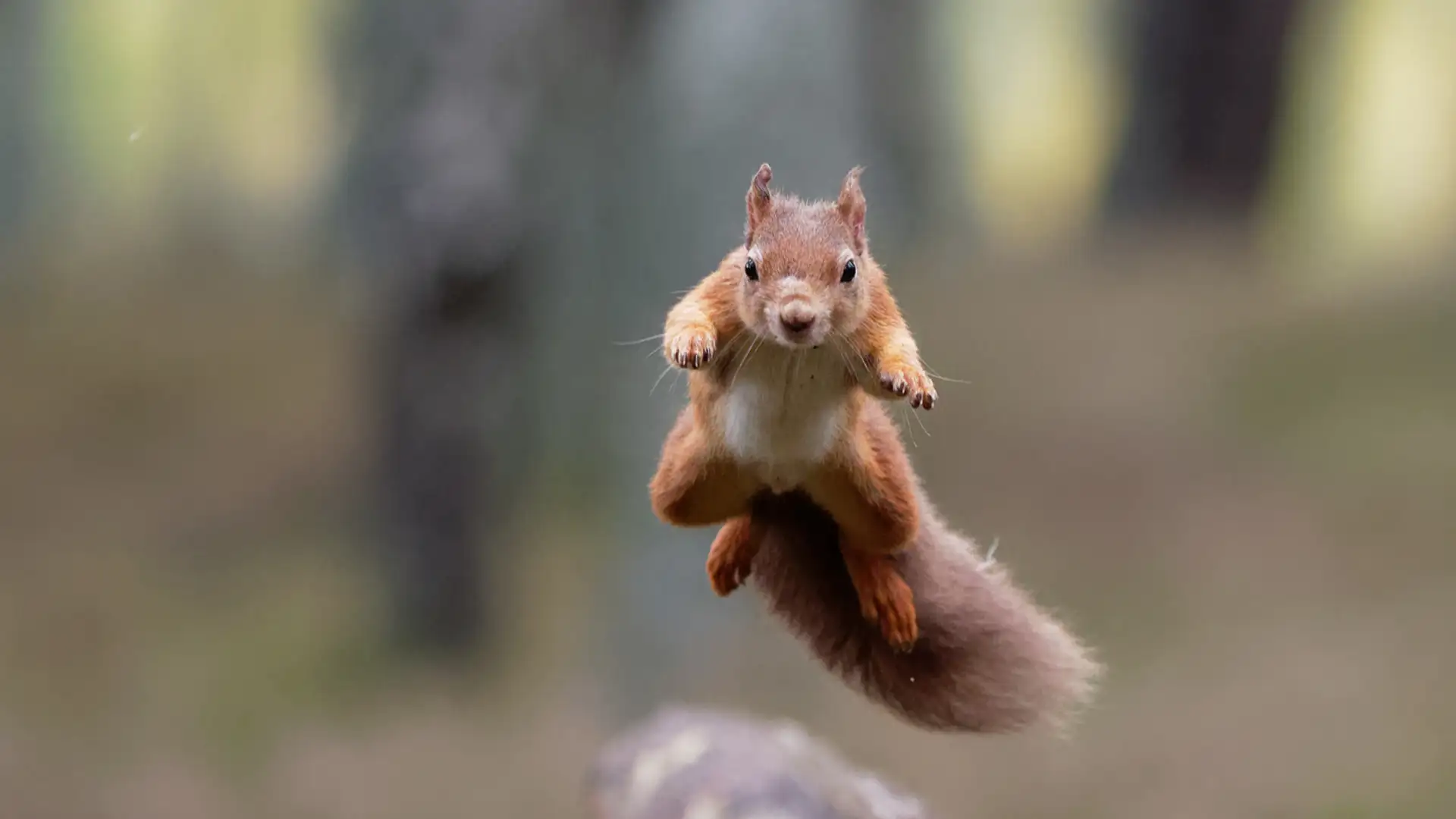 Amazing Squirrels
