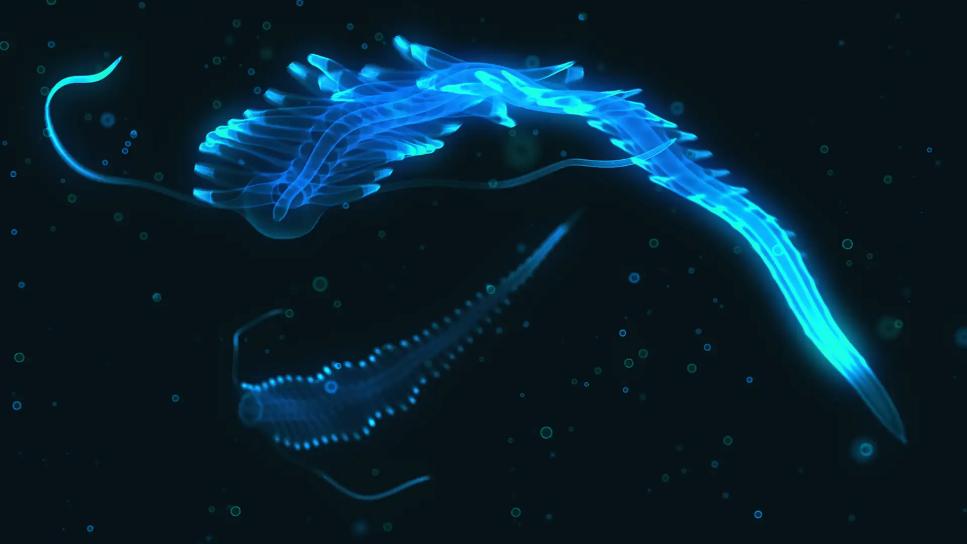 ARCHIVE BONUS: The Hidden Life of the Deep Ocean