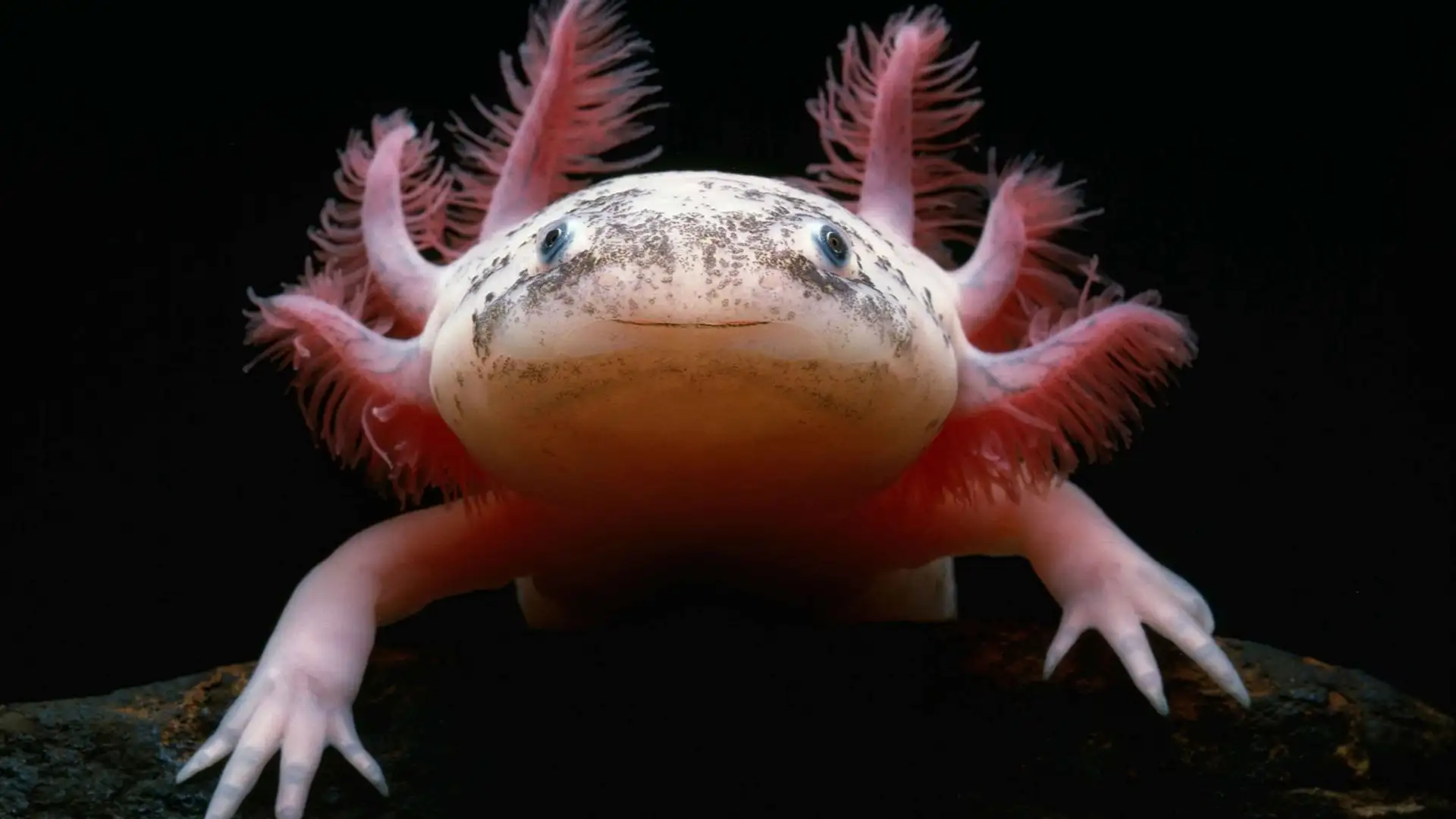 Adorable Mexican Salamanders May Unlock Limb Regeneration in Humans