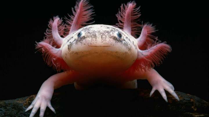 Adorable Mexican Salamanders May Unlock Limb Regeneration in Humans