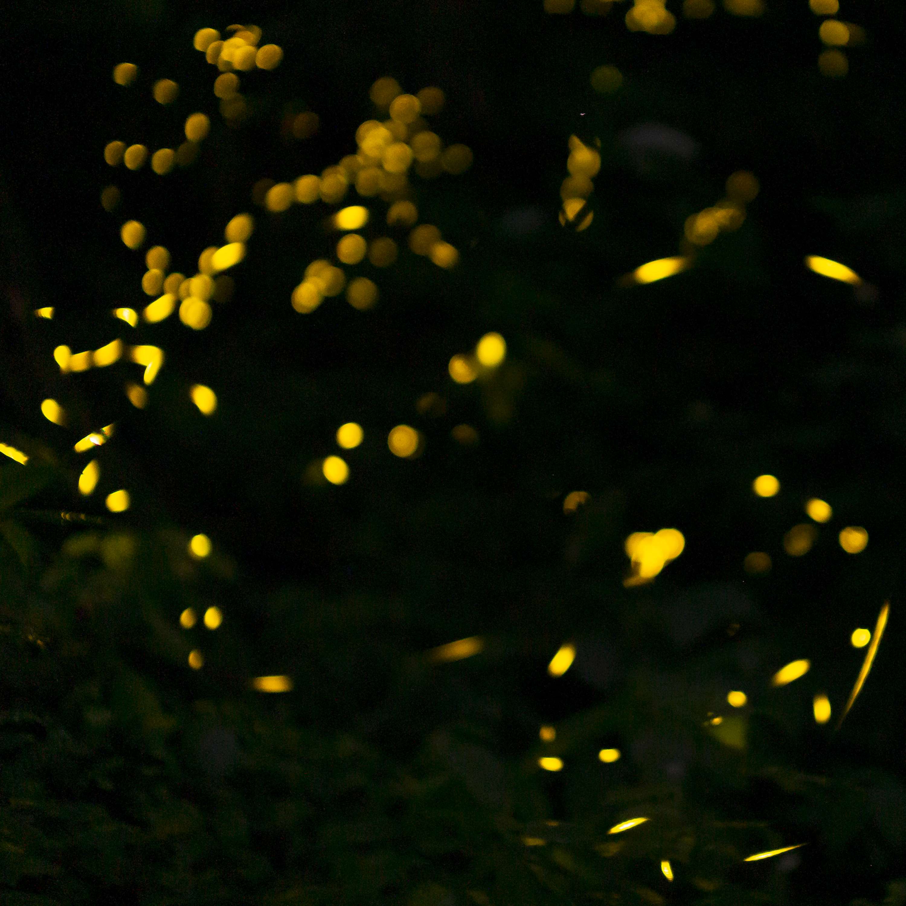 Glimmers of Awe: The Fascinating World of Fireflies