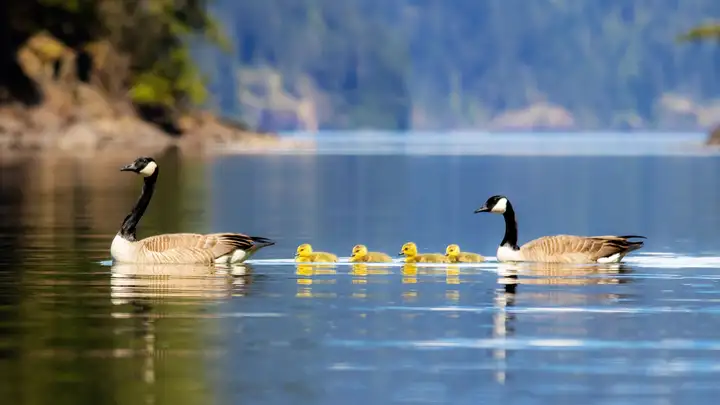 From Endangered to Excessive: a Plague of Canada Geese
