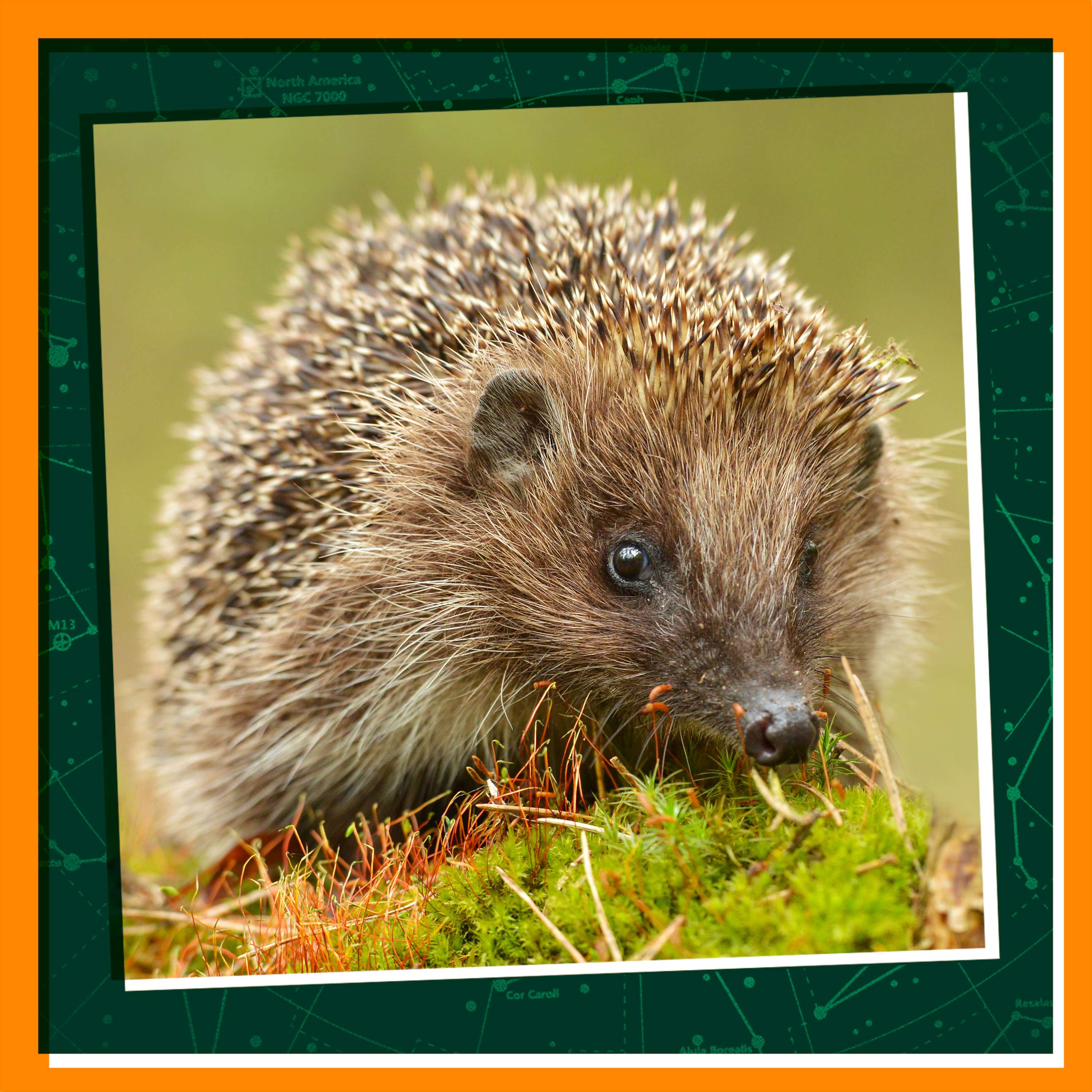 Hedgehog Love