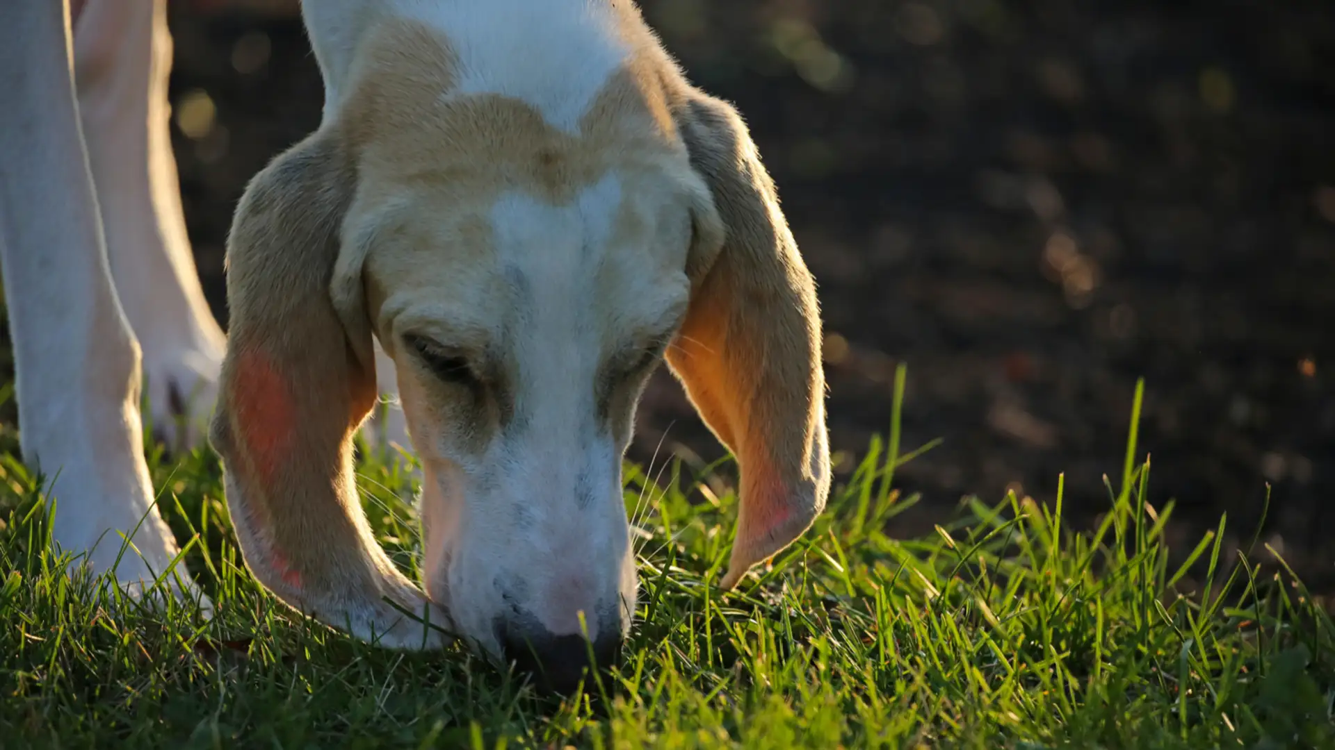 EXTRA **** "The Hare's Lament" by Paddy Tutty