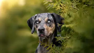 Dog Outsmarts the Leopard
