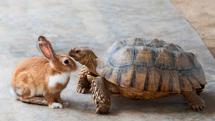 EXTRA: "Rabbit and Turtle Have a Race" by Joseph Stands With Many